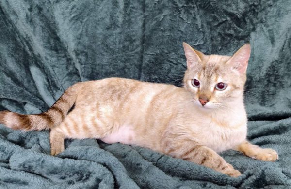Margo - Siamese mix - Afbeelding 5