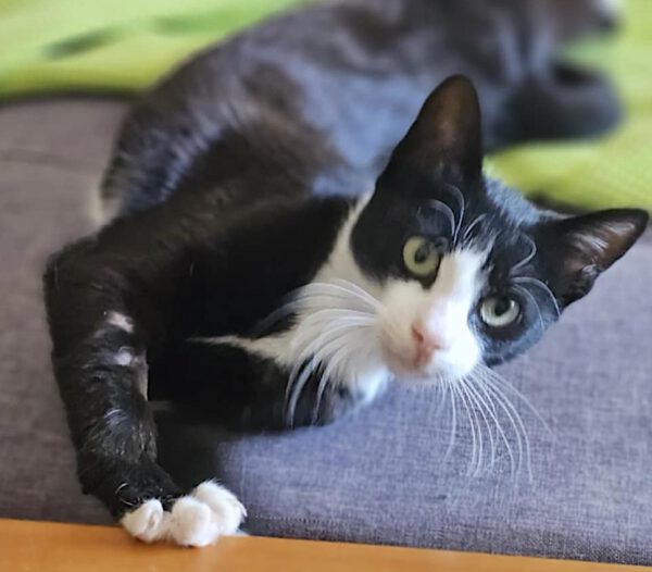 Pixel - altijd een lachend koppie - Afbeelding 12