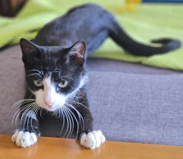 Pixel - altijd een lachend koppie - Afbeelding 13