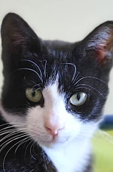 Zwart-witte kater Pixel is een binnenkat