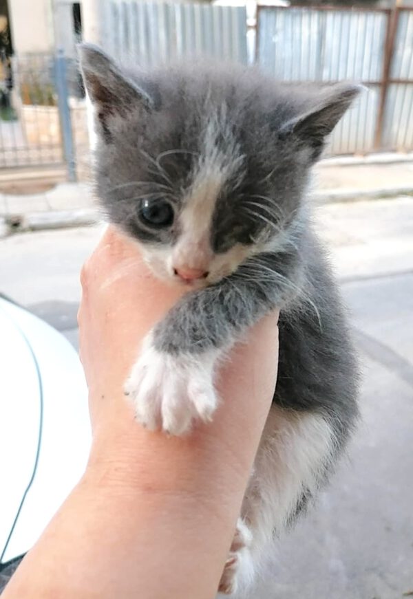 Theo - nog niet adoptieklaar - Afbeelding 2