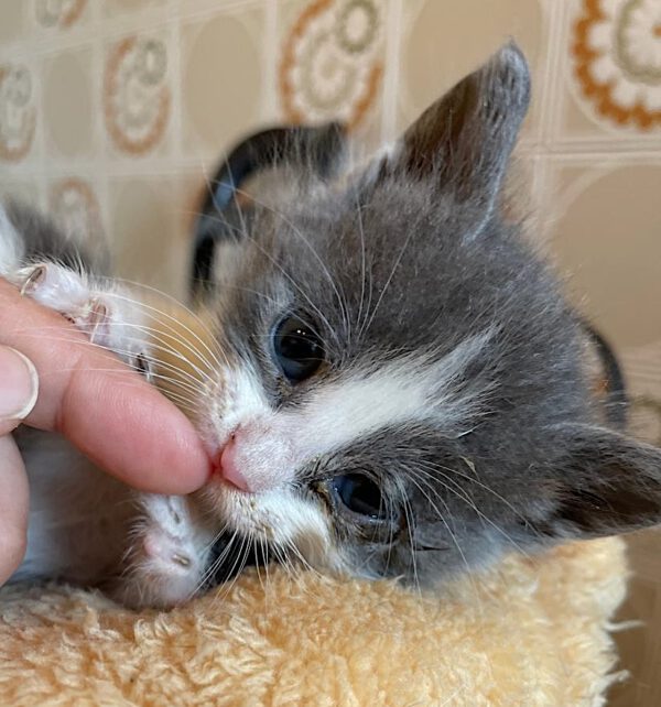 Theo - nog niet adoptieklaar - Afbeelding 7