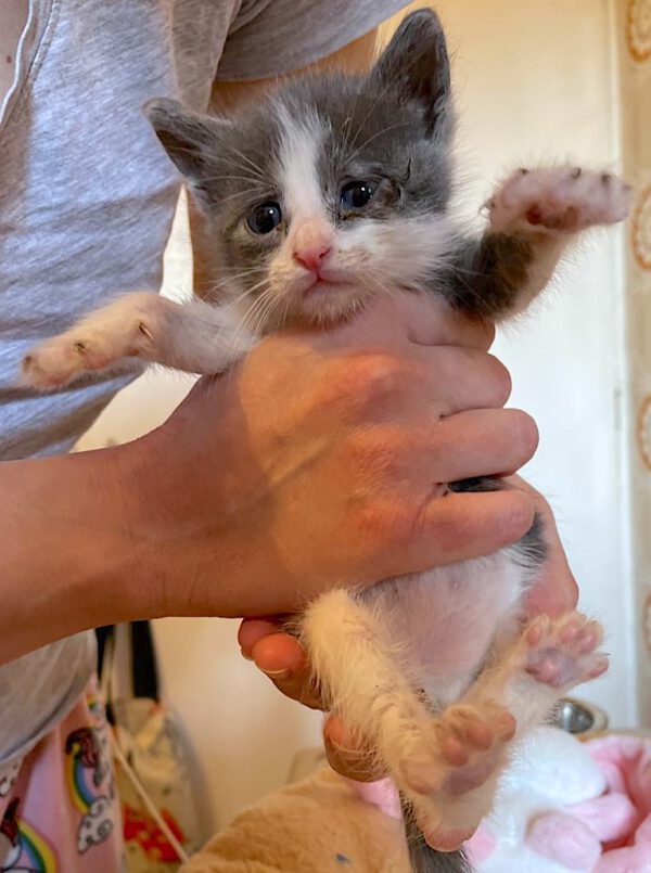 Theo - nog niet adoptieklaar - Afbeelding 8