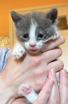 Wit-grijze kitten Theo is een binnenkat