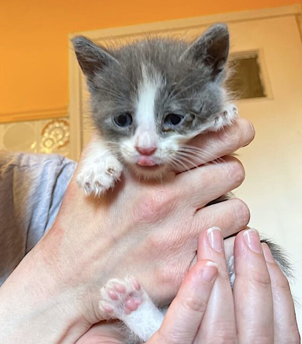 Wit-grijze kitten Theo is een binnenkat
