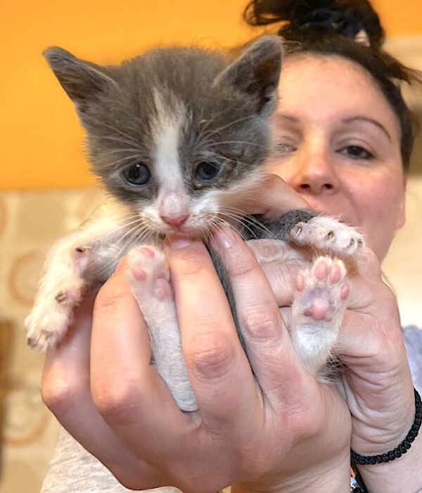 Theo - nog niet adoptieklaar - Afbeelding 10
