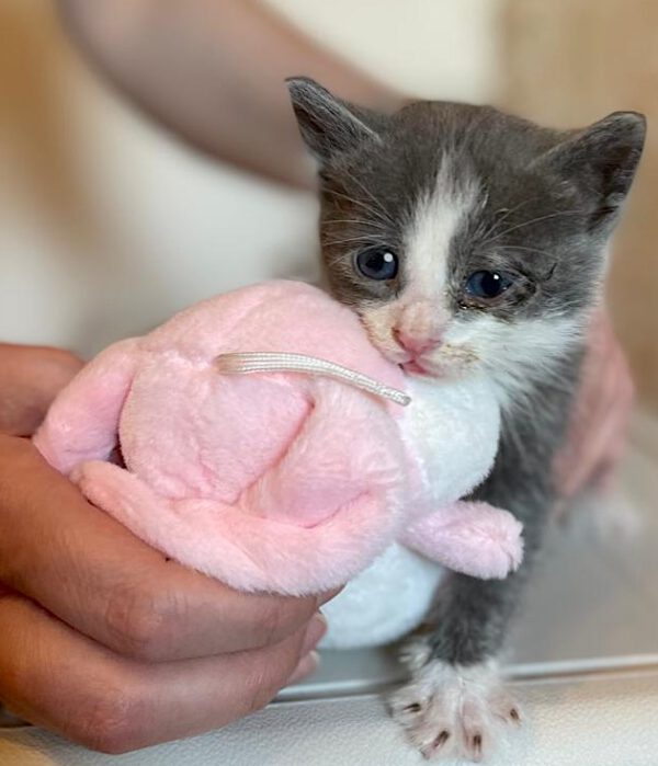Theo - nog niet adoptieklaar - Afbeelding 11