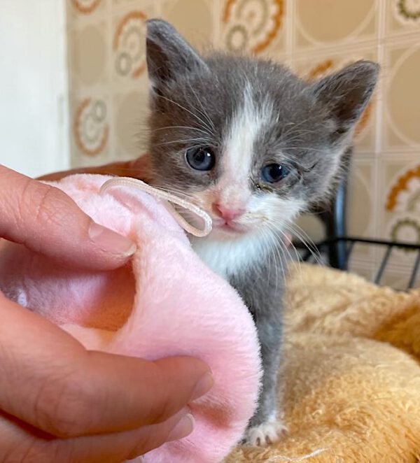 Theo - nog niet adoptieklaar - Afbeelding 12