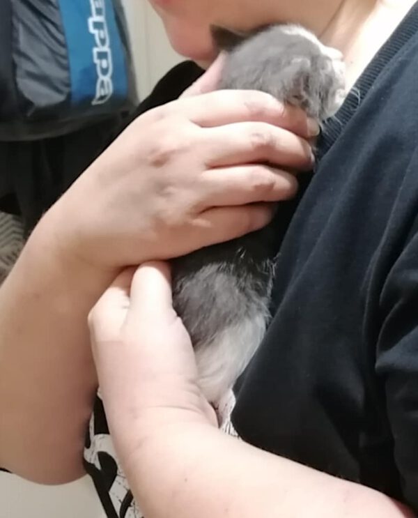 Theo - nog niet adoptieklaar - Afbeelding 3
