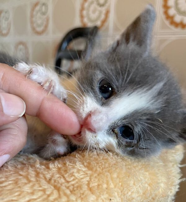 Theo - nog niet adoptieklaar - Afbeelding 4