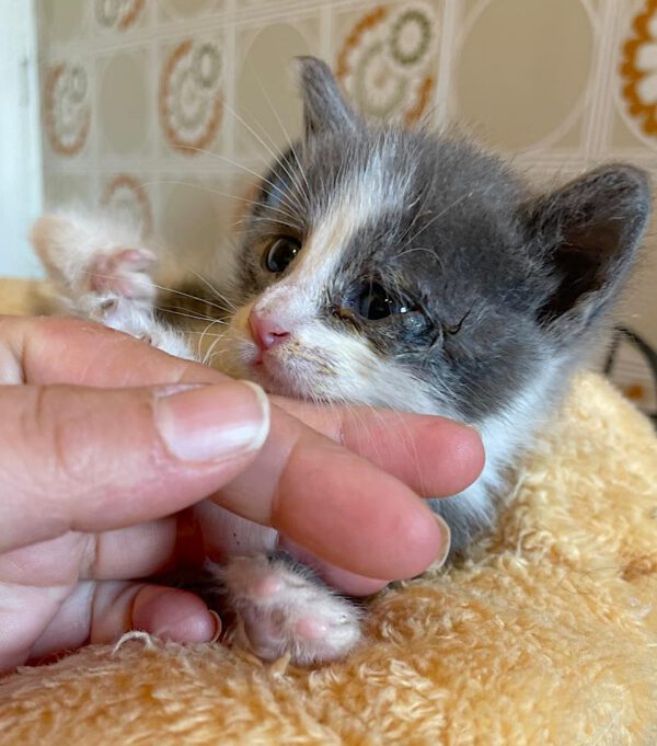 Theo - nog niet adoptieklaar - Afbeelding 5