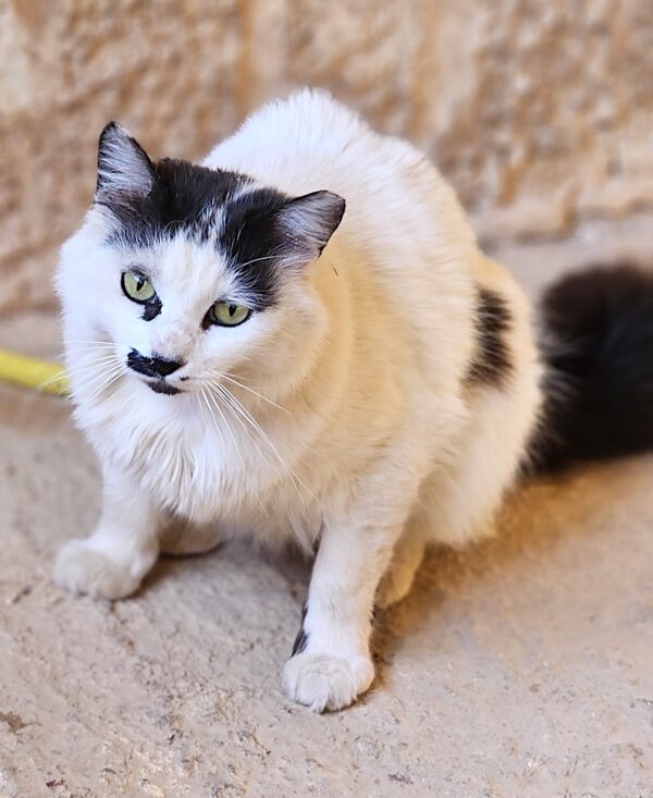 Whiskers - gereserveerd - Afbeelding 2