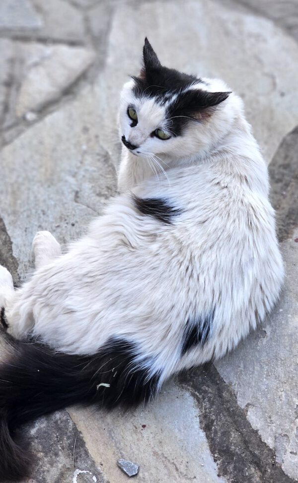 Whiskers - gereserveerd - Afbeelding 16