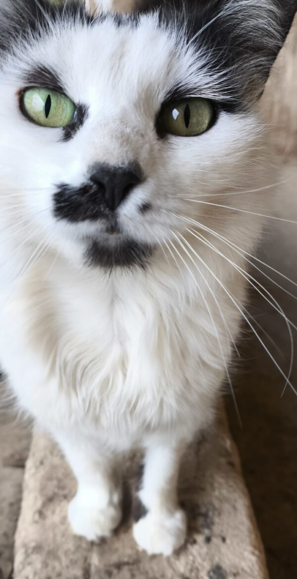 Whiskers - gereserveerd - Afbeelding 17