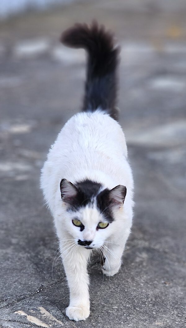 Whiskers - gereserveerd - Afbeelding 3