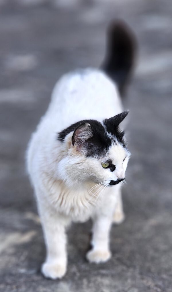 Whiskers - gereserveerd - Afbeelding 4