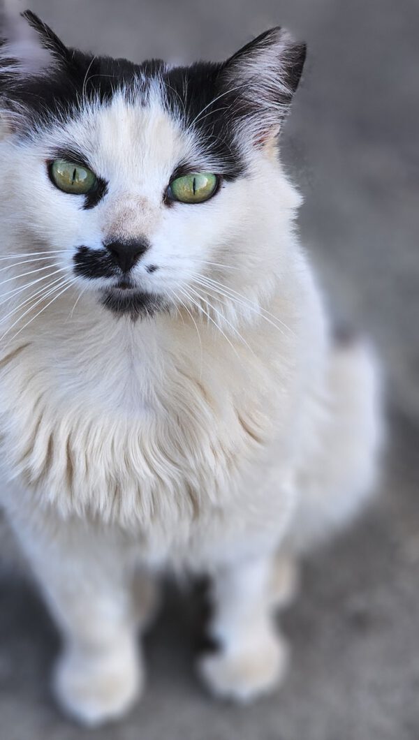 Whiskers - gereserveerd - Afbeelding 5
