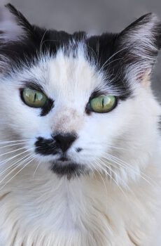 Whiskers - prachtige kat