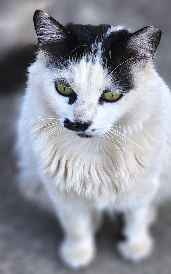 Whiskers - gereserveerd - Afbeelding 7