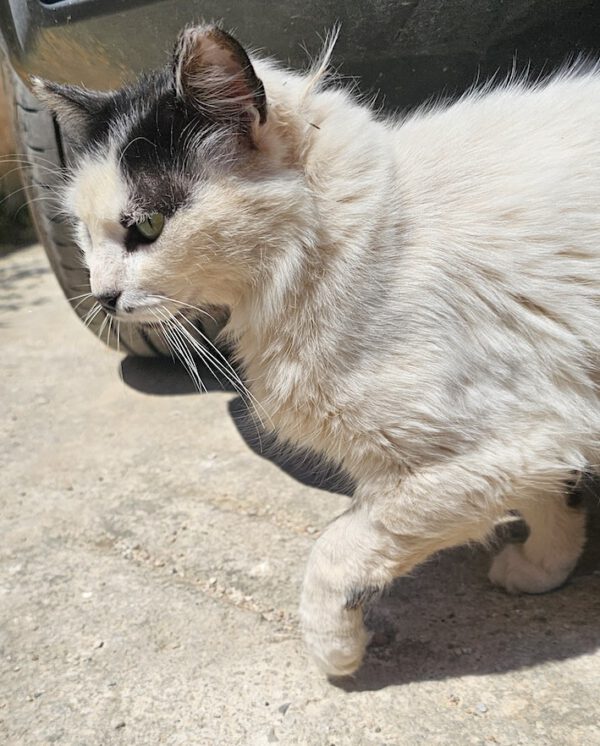 Whiskers - gereserveerd - Afbeelding 8