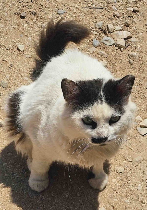 Whiskers - gereserveerd - Afbeelding 11