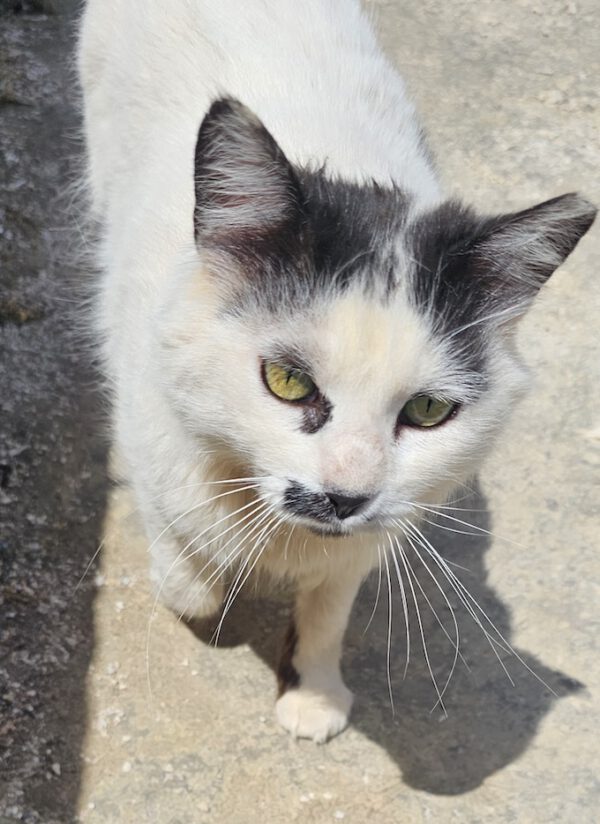 Whiskers - gereserveerd - Afbeelding 12