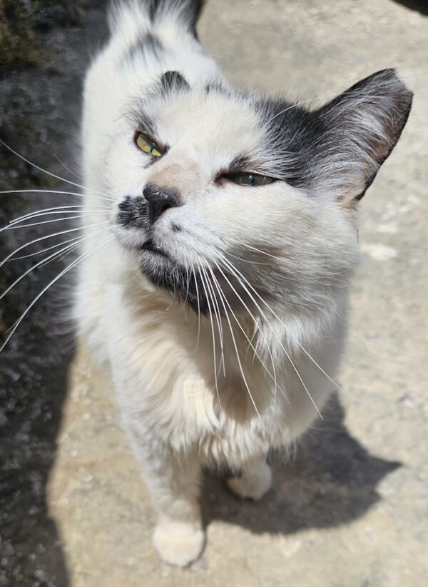 Whiskers - gereserveerd - Afbeelding 13