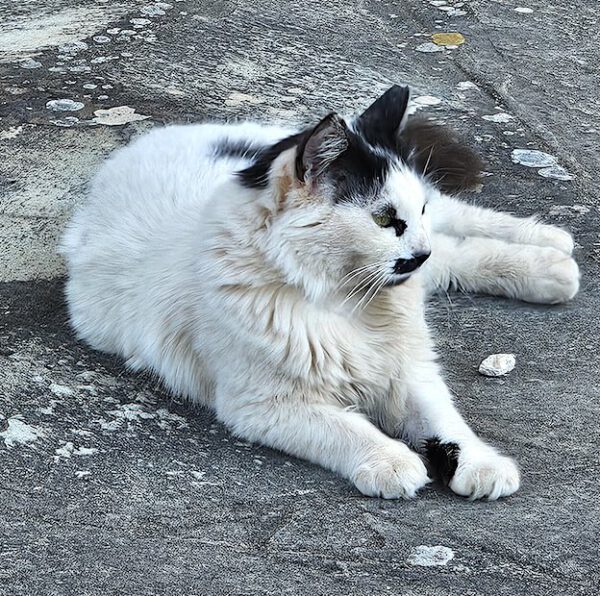 Whiskers - gereserveerd - Afbeelding 14