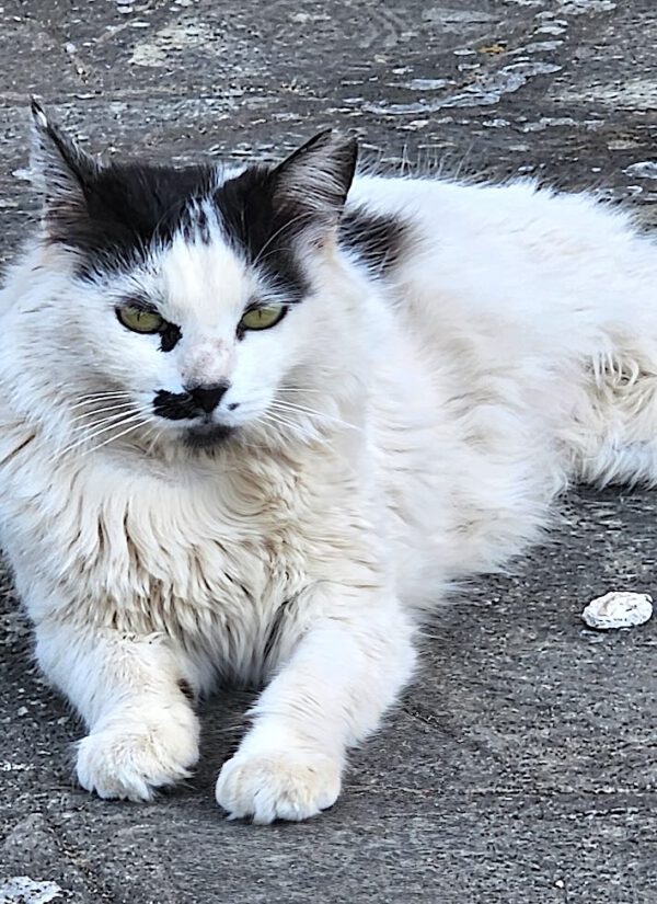 Whiskers - gereserveerd - Afbeelding 15