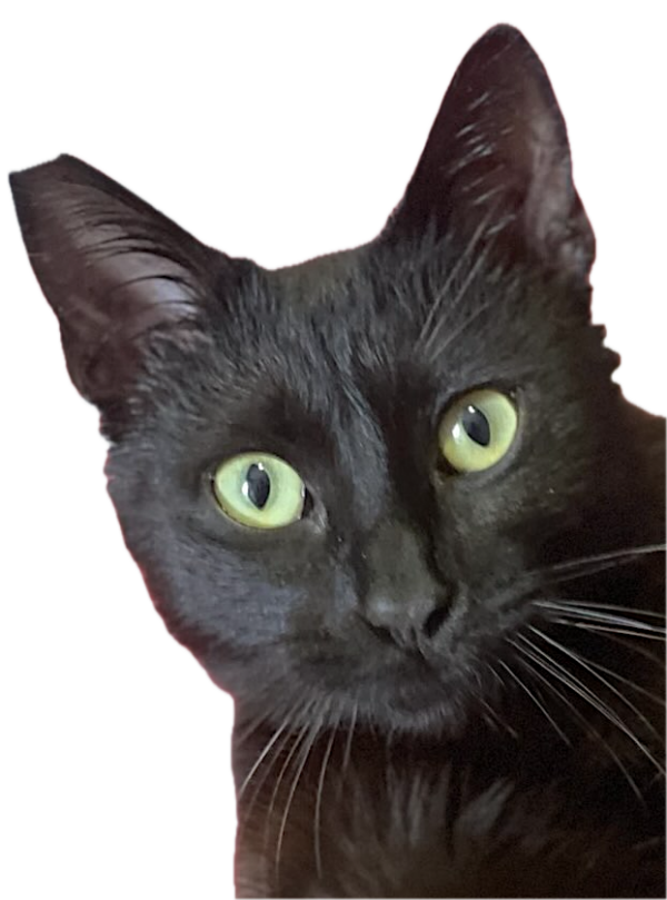 Zwarte kat Emily is een binnenkat