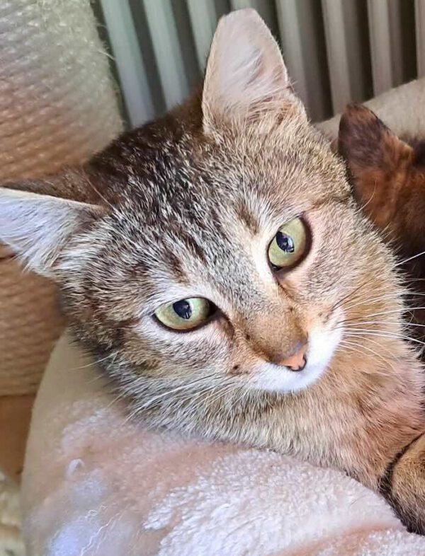 Irene is een knuffelkat en een binnenkat