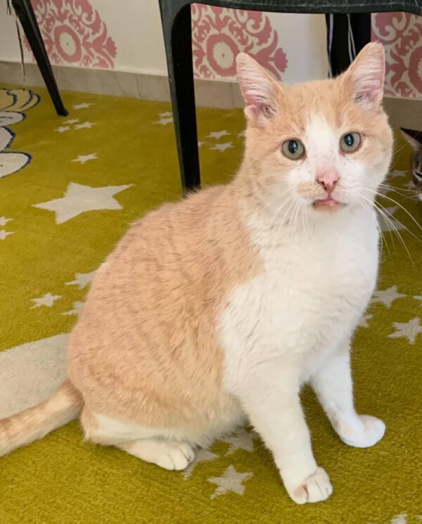 Rood-witte kater Jacob is een superknuffelige binnenkat