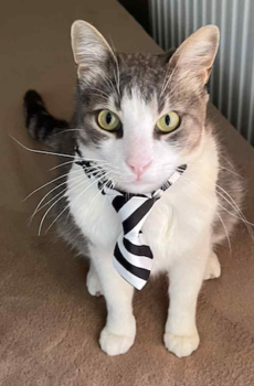 Binnenkat Nico is een echte knuffelkat