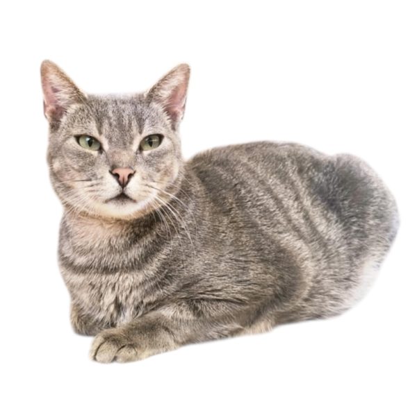 Grijs Cyperse kater Tony is een binnenkat