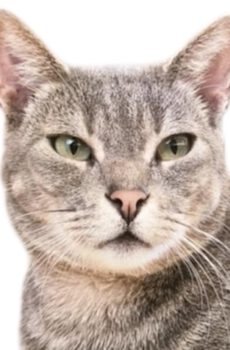 Grijze cyperse kater Tony is een binnenkat