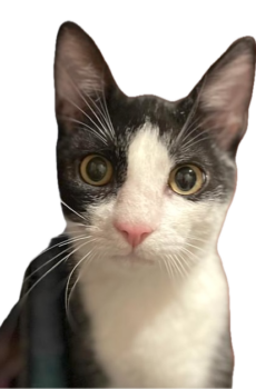Zwart-witte kitten Bacci