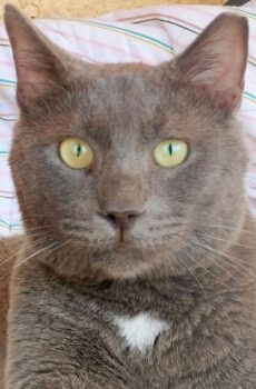 Grijze kater Boris is een knuffelkat en binnenkat