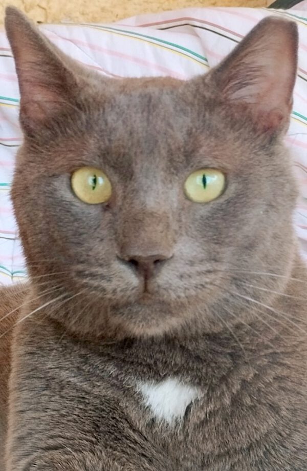 Grijze kater Boris is een knuffelkat en binnenkat
