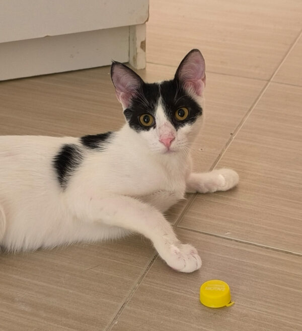 Charlie - ideale kat in rustig huis - Afbeelding 19