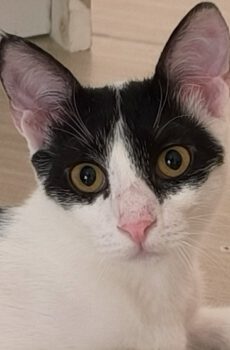 Zwart-witte kater Charlie is een binnenkat
