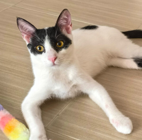Charlie - ideale kat in rustig huis - Afbeelding 17
