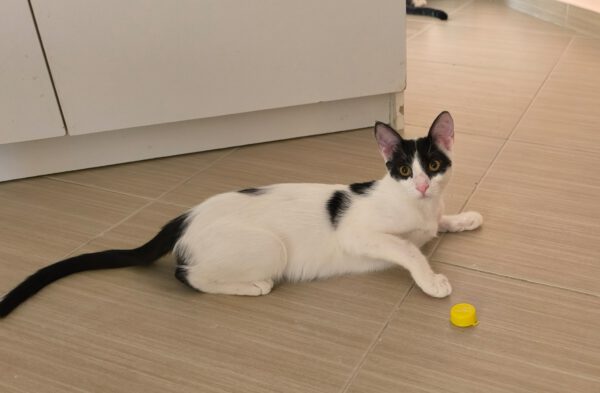 Charlie - ideale kat in rustig huis - Afbeelding 16