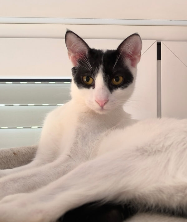 Charlie - ideale kat in rustig huis - Afbeelding 3