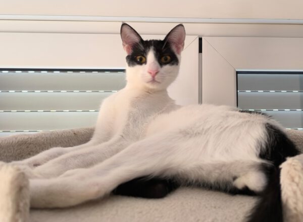 Charlie - ideale kat in rustig huis - Afbeelding 2