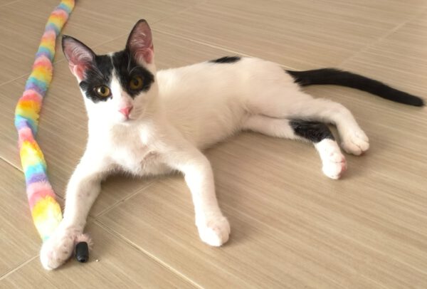Charlie - ideale kat in rustig huis - Afbeelding 15