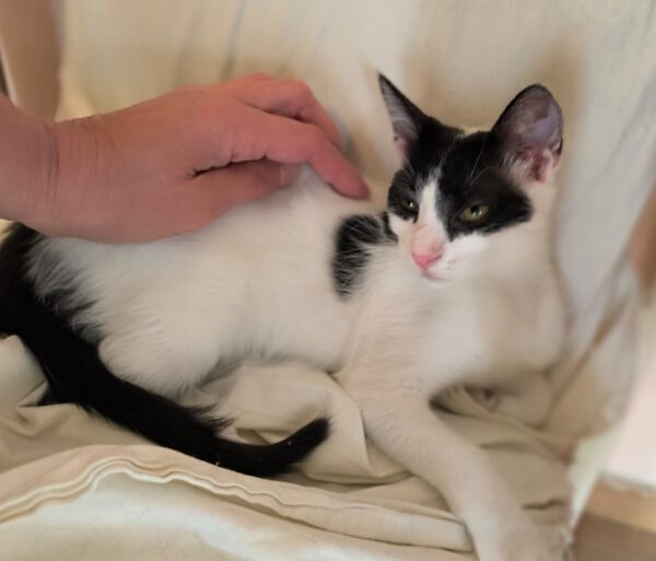 Charlie - ideale kat in rustig huis - Afbeelding 14