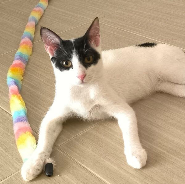 Charlie - ideale kat in rustig huis - Afbeelding 12