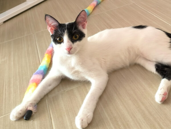 Charlie - ideale kat in rustig huis - Afbeelding 11