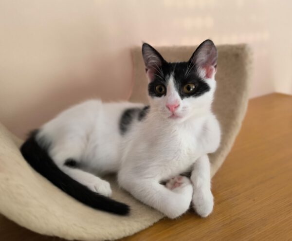 Charlie - ideale kat in rustig huis - Afbeelding 10