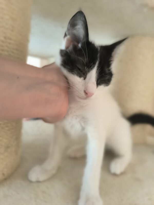Charlie - ideale kat in rustig huis - Afbeelding 8